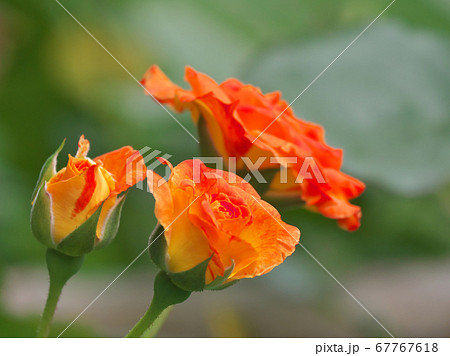 バラの花 クローズアップ写真 バラの花 クローズアップ写真 67767618