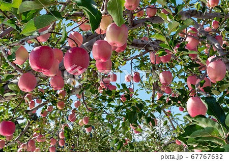 秋の林檎園 秋の林檎園 【公式通販】