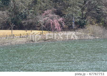 春の十王ダム　　＃11 67767753