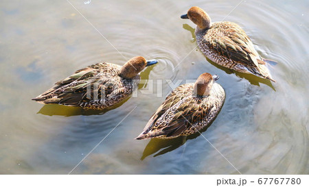 手賀沼公園(千葉県我孫子市)の水鳥たちの風景 手賀沼公園(千葉県我孫子市)の水鳥たちの風景 67767780