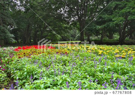 サルビアやペンタスなど綺麗な花が咲く砧公園の花壇 7月の写真素材
