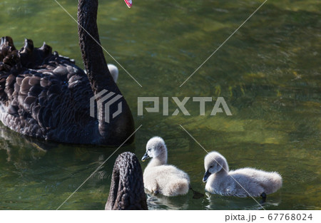 Black swan 67768024