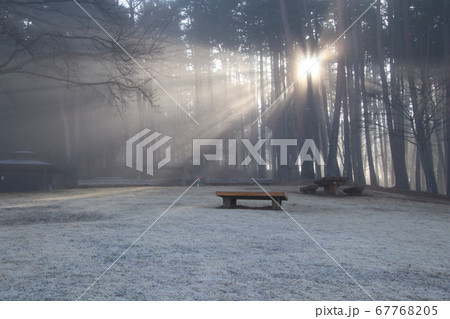 朝の木漏れ日 朝の木漏れ日 67768205