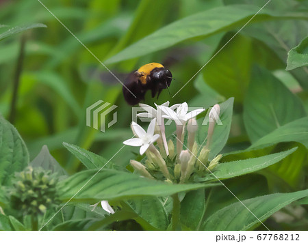 クマバチと白いペンタスの花 クマバチと白いペンタスの花 67768212