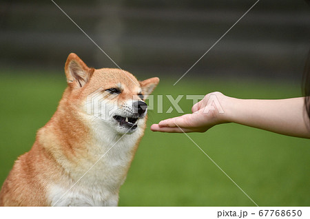 飼い主からおやつをもらう柴犬 67768650