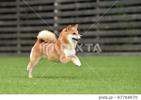 ドッグランで遊ぶ柴犬 67768670