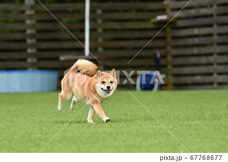 ドッグランで遊ぶ柴犬 67768677