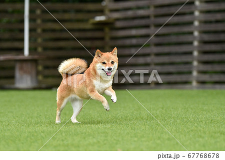 ドッグランで遊ぶ柴犬 67768678