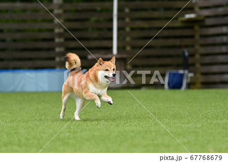 ドッグランで遊ぶ柴犬 67768679