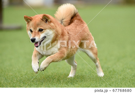 ドッグランで遊ぶ柴犬 67768680