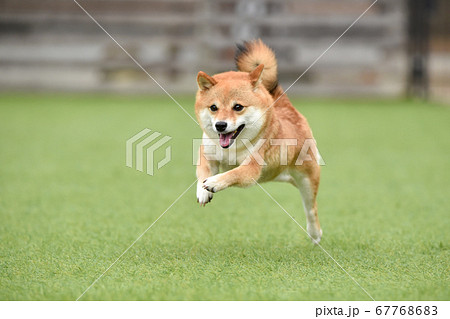 ドッグランで遊ぶ柴犬の写真素材