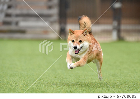 ドッグランで遊ぶ柴犬 67768685