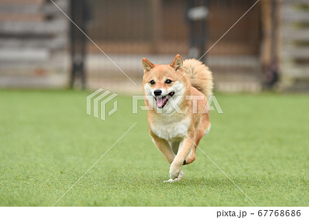 ドッグランで遊ぶ柴犬 ドッグランで遊ぶ柴犬 67768686