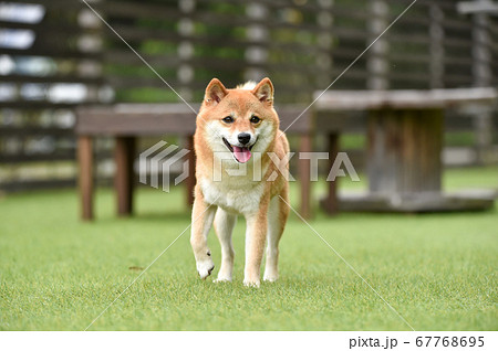 ドッグランで遊ぶ柴犬 67768695