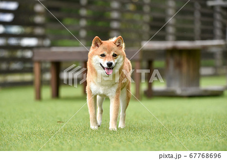 ドッグランで遊ぶ柴犬 ドッグランで遊ぶ柴犬 67768696