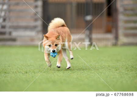 ドッグランで遊ぶ柴犬 ドッグランで遊ぶ柴犬 67768698
