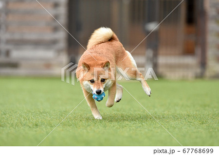 ドッグランで遊ぶ柴犬 ドッグランで遊ぶ柴犬 67768699