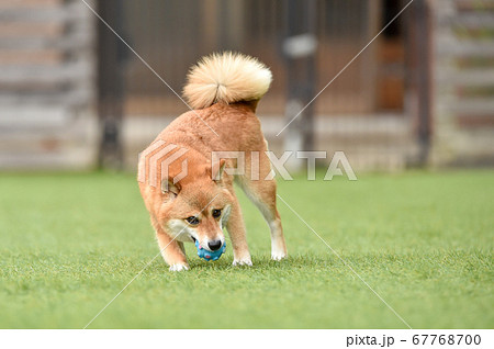 ドッグランで遊ぶ柴犬 ドッグランで遊ぶ柴犬 67768700