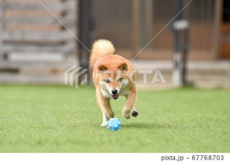 ドッグランで遊ぶ柴犬 ドッグランで遊ぶ柴犬 67768703