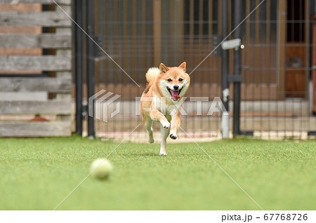 ドッグランで遊ぶ柴犬 67768726