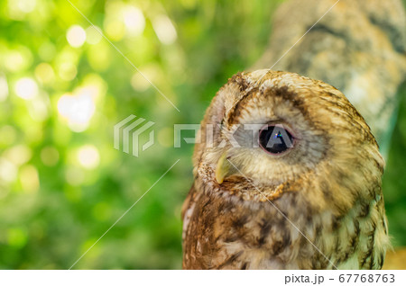 玉ボケとフクロウ 玉ボケとフクロウ 67768763