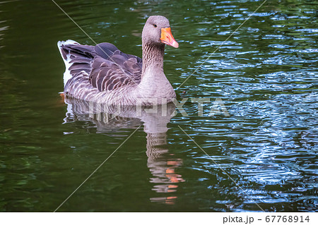 Wild gray goose swims in a lake with green water. Wild gray goose swims in a lake with green water. 67768914