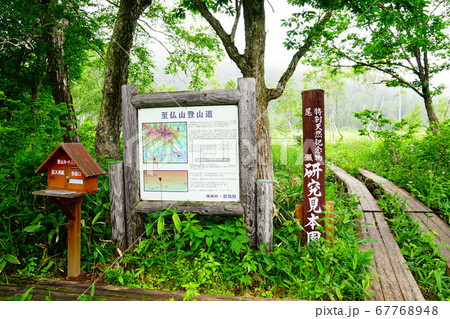 尾瀬　山ノ鼻から至仏山への登山口 67768948