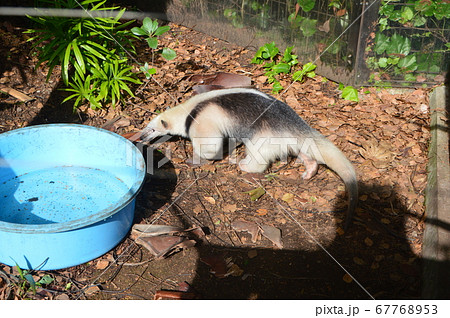 ミナミコアリクイ（上野動物園／東京都台東区上野公園） 67768953