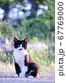 野良猫はちわれ 67769000
