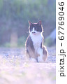 野良猫はちわれ2 67769046
