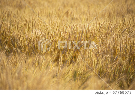 実りの麦畑 67769075