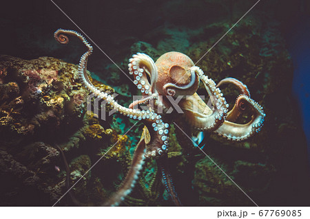 Octopus close-up view 67769085