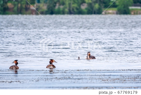 The waterfowl birds, great crested grebe with chicks, swimming in the lake. The waterfowl birds, great crested grebe with chicks, swimming in the lake. 67769179