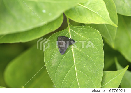 アミガサハゴロモ アミガサハゴロモ 67769214