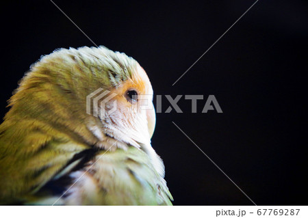 シーグリーンのコザクラインコ の写真素材