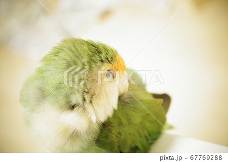 シーグリーンのコザクラインコの写真素材