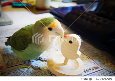 シーグリーンのコザクラインコの写真素材
