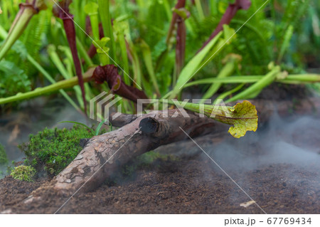 carnivorous buttercup plants at morning fog in the jungle carnivorous buttercup plants at morning fog in the jungle 67769434
