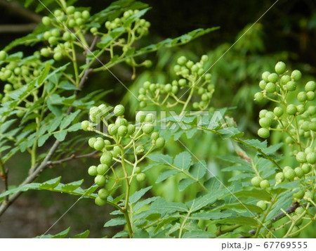 実山椒　サンショ 67769555