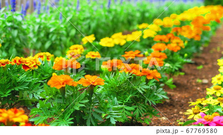 花壇の風景(フレンチマリーゴールドなど) 花壇の風景(フレンチマリーゴールドなど) 67769580