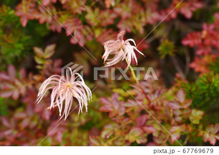 チングルマの紅葉（北海道・銀泉台） 67769679