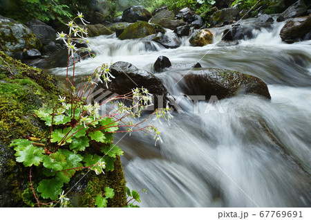 雨に濡れたダイモンジソウと川の流れ（北海道・クテクンベツ川） 67769691
