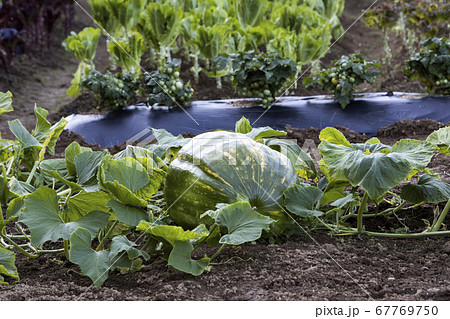 カボチャ ズッキーニ 畑 67769750