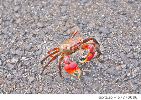 【カニ (アカテガニ)】 【カニ (アカテガニ)】 67770086