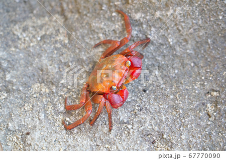 【カニ (アカテガニ)】 【カニ (アカテガニ)】 67770090