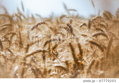 spikelets of wheat on the field close up 67770203