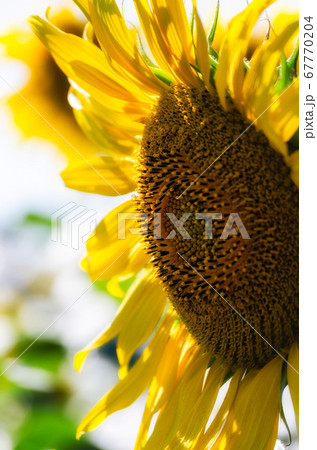 ripe sunflower with yellow leaves close up 67770204