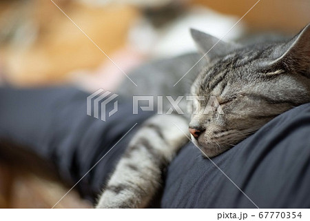 くつろぐ猫 サバトラ猫 くつろぐ猫 サバトラ猫 67770354