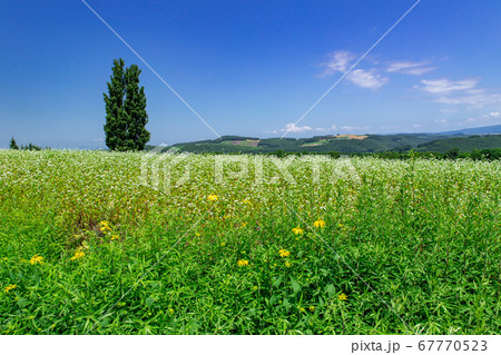 北海道　美瑛町の夏の風景  ケンとメリーの木 67770523