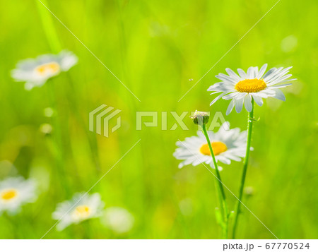 Chamomile on grass background on a sunny summer Chamomile on grass background on a sunny summer 67770524